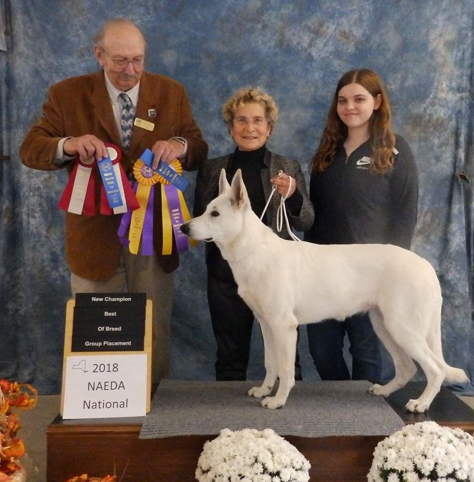 U-CH Foxhunt Luv-You-More of Majestic